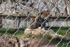 Jaguar, this species is native to South America