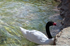 Black-necked Swan (Cygnus melancoryphus). Native to southern South America