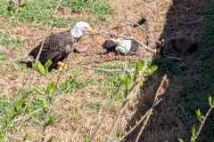 Bald Eagles