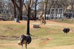 Common ostrich (bending over), recognized as the world's largest and heaviest bird. Giraffes in the background