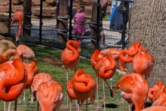 More colorful flamingoes