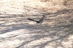 Road Runner #1