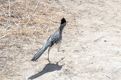 Road Runner #2