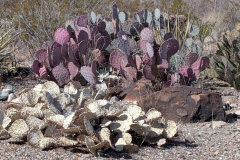 Prickly Pear Cactus - so many different colors!