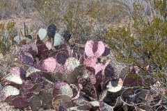 I'm fascinated by the fact that a single plant has such a variety of colors!