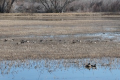 Variety of ducks