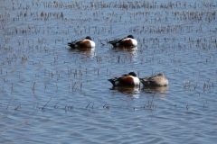 Northern Shovelers - 3 males, 1 female