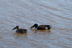 Northern Shovelers - female, male