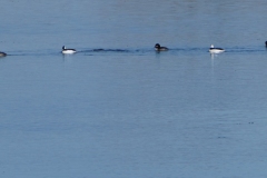 Buffleheads
