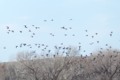 Some kind of geese