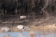 Sandhill Cranes, with Canada Goose behind, head under water