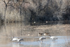 SH Cranes in front, Canada Geese in middle, mallards in back