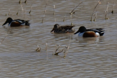 More Northern Shovelers