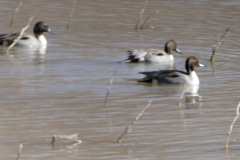 Not sure what species of water fowl
