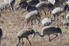 Large group of Sandhill Cranes