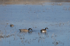 Finally, Canada Geese with their heads out of the water
