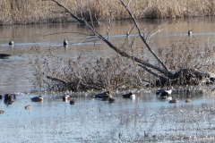 Lot of variety, hard to ID, note the ones with tails in the air