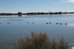 Group of Canada Geese