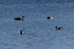 More Canada Geese, 2 under water