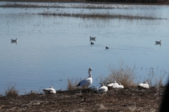 Mostly Snow Geese, with a few small ones in the middle