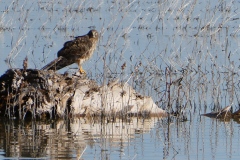 Hawk of some kind, looking for prey