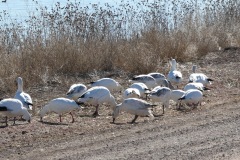 Snow Geese crossing the road