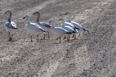 More Snow Geese