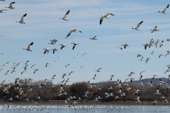 Snow Geese in flight