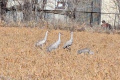 Sandhill Cranes in Linda's back yard