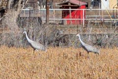 More SH Cranes in yard