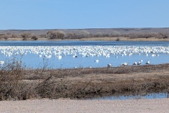 Huge number of Snow Geese on lake