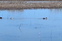 Northern Shoveler