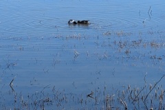 Northern Shovelers