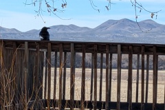 Raven watching the world go by