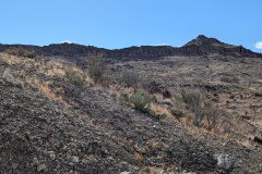 It's easy to miss the vegetation, it short and colors blend in