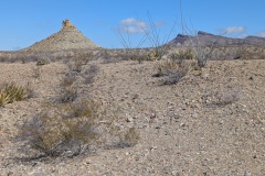 Not much color or size in vegetation, looks like just barren land