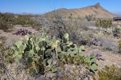 Lots of Prickly Pear varieties, size, color