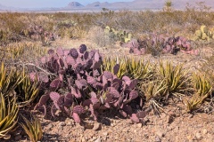 I'm especially fond of the pink and purple cacti