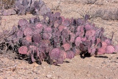 Pink and Purple stand out with the desert background