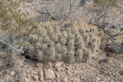 Common short cactus bush, lots of them around