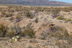 Look at all the plant varieties - and the mountains in the distance