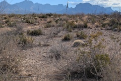 This photo shows a lot of the bushy cacti and almost no prickly pear
