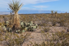 This photo shows the taller cacti, looks like a relative to the Joshua Tree.