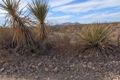 A few more of the taller cacti