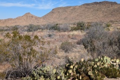 Views near Panther Junction, in the center of Big Bend