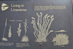 Plants that thrive in Limestone soil