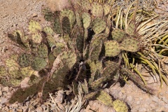 One of many variations of Prickly Pear Cactus