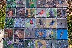 Many birds and other creatures along the river