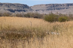 Lots of trails/bridges through the grass