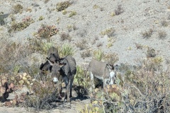 Wild burros